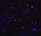 C-Type Lectin Domain Containing 7A antibody, GTX31853, GeneTex, Immunofluorescence image 