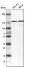 DEAD-Box Helicase 46 antibody, HPA036554, Atlas Antibodies, Western Blot image 