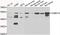 Calcium/Calmodulin Dependent Protein Kinase IG antibody, A7379, ABclonal Technology, Western Blot image 