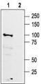 Gamma-aminobutyric acid type B receptor subunit 1 antibody, TA328819, Origene, Western Blot image 