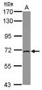 Phosphatidylinositol Binding Clathrin Assembly Protein antibody, LS-B10874, Lifespan Biosciences, Western Blot image 
