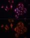 BRCA1 Associated Protein 1 antibody, GTX32464, GeneTex, Immunofluorescence image 