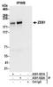 Zinc Finger E-Box Binding Homeobox 1 antibody, A301-921A, Bethyl Labs, Immunoprecipitation image 