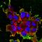 LDL Receptor Related Protein 4 antibody, orb99087, Biorbyt, Immunofluorescence image 
