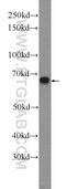 Zinc Finger CCCH-Type Containing 12A antibody, 25009-1-AP, Proteintech Group, Western Blot image 