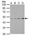 Abl Interactor 1 antibody, PA5-34783, Invitrogen Antibodies, Western Blot image 