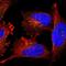 Tumor Protein P53 Inducible Protein 3 antibody, NBP1-87275, Novus Biologicals, Immunocytochemistry image 