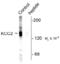 Solute carrier family 12 member 2 antibody, TA309219, Origene, Western Blot image 