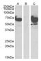 EPM2A Interacting Protein 1 antibody, orb125003, Biorbyt, Western Blot image 