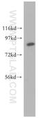 MutL Homolog 1 antibody, 11697-1-AP, Proteintech Group, Western Blot image 