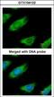 Malic Enzyme 1 antibody, GTX104122, GeneTex, Immunocytochemistry image 