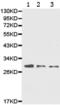 Prohibitin antibody, TA322982, Origene, Western Blot image 
