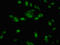 Endonuclease III-like protein 1 antibody, orb400892, Biorbyt, Immunocytochemistry image 