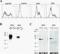 ICE antibody, ALX-804-531-C100, Enzo Life Sciences, Flow Cytometry image 