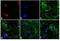 Rabbit IgG antibody, A24542, Invitrogen Antibodies, Immunofluorescence image 