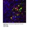 C-C Motif Chemokine Receptor 9 antibody, IQ339, Immuquest, Immunohistochemistry frozen image 