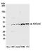 Succinyl-CoA ligase [ADP-forming] subunit beta, mitochondrial antibody, A305-477A, Bethyl Labs, Western Blot image 