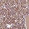 PRELI Domain Containing 3B antibody, HPA047721, Atlas Antibodies, Immunohistochemistry frozen image 