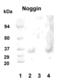 NOG antibody, TA336514, Origene, Western Blot image 