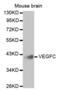 Vascular Endothelial Growth Factor C antibody, abx001993, Abbexa, Western Blot image 