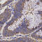 Epoxide hydrolase 2 antibody, 15-424, ProSci, Immunohistochemistry frozen image 
