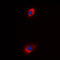 Solute Carrier Family 25 Member 31 antibody, LS-C353572, Lifespan Biosciences, Immunofluorescence image 