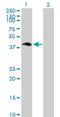 Hematopoietic SH2 domain-containing protein antibody, H00084941-B01P, Novus Biologicals, Western Blot image 
