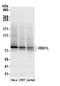 HBS1-like protein antibody, A305-395A, Bethyl Labs, Western Blot image 