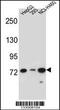 Ligand of Numb protein X 2 antibody, 56-832, ProSci, Western Blot image 