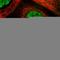 Solute Carrier Family 37 Member 1 antibody, HPA030418, Atlas Antibodies, Immunofluorescence image 