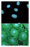 Nitrotyrosine antibody, A-21285, Invitrogen Antibodies, Immunofluorescence image 