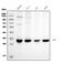 Purine Nucleoside Phosphorylase antibody, M00988, Boster Biological Technology, Western Blot image 