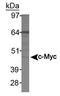 c-Myc antibody, TA336584, Origene, Western Blot image 