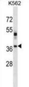 Visual System Homeobox 1 antibody, abx028708, Abbexa, Western Blot image 