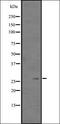 Homeobox protein Mohawk antibody, orb335240, Biorbyt, Western Blot image 