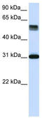 Tripartite Motif Containing 31 antibody, TA344527, Origene, Western Blot image 