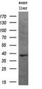 Pim-2 Proto-Oncogene, Serine/Threonine Kinase antibody, M03053, Boster Biological Technology, Western Blot image 