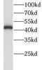 LIM/homeobox protein Lhx5 antibody, FNab04770, FineTest, Western Blot image 