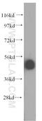 Integrator Complex Subunit 12 antibody, 16455-1-AP, Proteintech Group, Western Blot image 