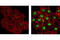 Mitogen-Activated Protein Kinase 13 antibody, 4511P, Cell Signaling Technology, Immunofluorescence image 