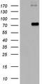 Gp110 antibody, TA802980, Origene, Western Blot image 