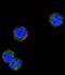Killer Cell Lectin Like Receptor C1 antibody, abx026893, Abbexa, Immunofluorescence image 