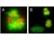 Centromere Protein E antibody, TA319576, Origene, Immunofluorescence image 
