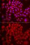 DDB1- and CUL4-associated factor 7 antibody, GTX33146, GeneTex, Immunofluorescence image 
