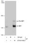 c-met antibody, GTX631992, GeneTex, Immunoprecipitation image 