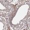 Lactate Dehydrogenase D antibody, HPA041766, Atlas Antibodies, Immunohistochemistry frozen image 