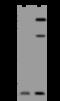 Chromosome 4 Open Reading Frame 3 antibody, 207622-T36, Sino Biological, Western Blot image 