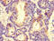 DEAD-Box Helicase 6 antibody, CSB-PA006640LA01HU, Cusabio, Immunohistochemistry frozen image 