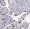 Vestigial Like Family Member 3 antibody, NBP2-31590, Novus Biologicals, Immunohistochemistry paraffin image 