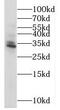 Mitochondrial Ribosomal Protein S2 antibody, FNab05351, FineTest, Western Blot image 